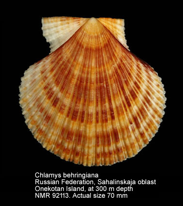 Chlamys behringiana (3).jpg - Chlamys behringiana(Middendorff,1849)